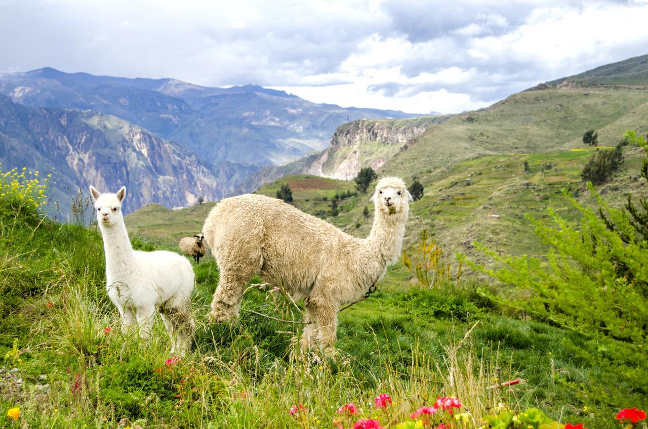 카바나콘데 La Granja Del Colca 빌라 외부 사진